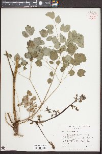 Thalictrum amphibolum image