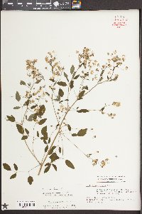 Thalictrum amphibolum image