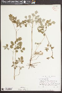 Thalictrum amphibolum image