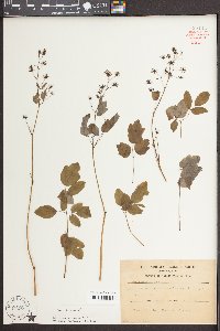 Thalictrum amphibolum image