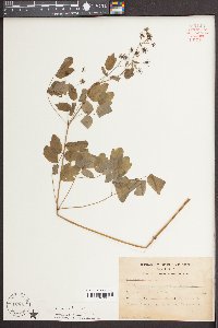 Thalictrum amphibolum image