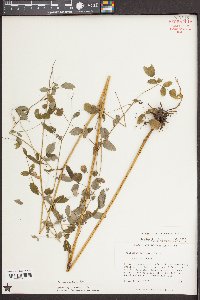 Thalictrum amphibolum image