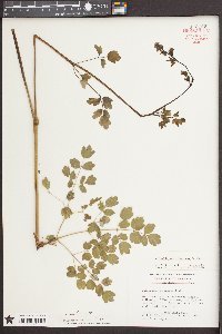 Thalictrum amphibolum image