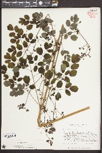 Thalictrum amphibolum image