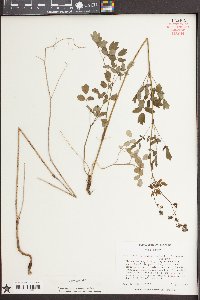 Thalictrum amphibolum image