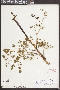 Thalictrum amphibolum image