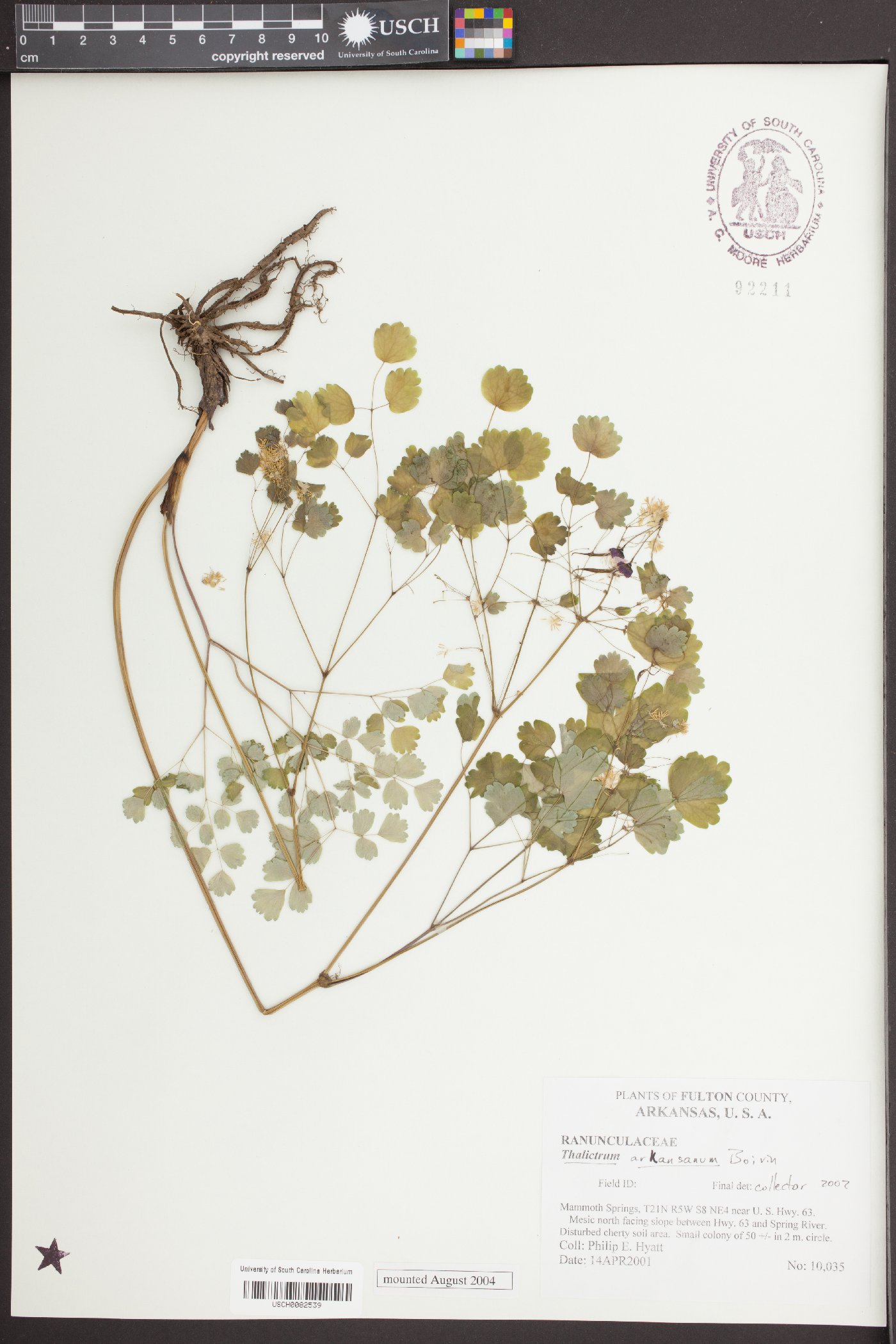 Thalictrum arkansanum image