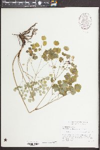 Thalictrum arkansanum image