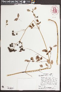 Thalictrum coriaceum image