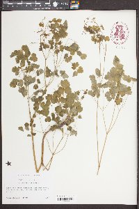 Thalictrum dioicum image