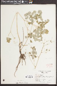 Thalictrum dioicum image