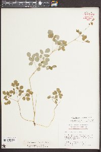 Thalictrum subrotundum image