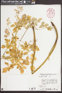 Thalictrum pubescens image