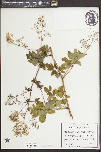 Thalictrum pubescens image