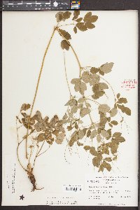 Thalictrum amphibolum image