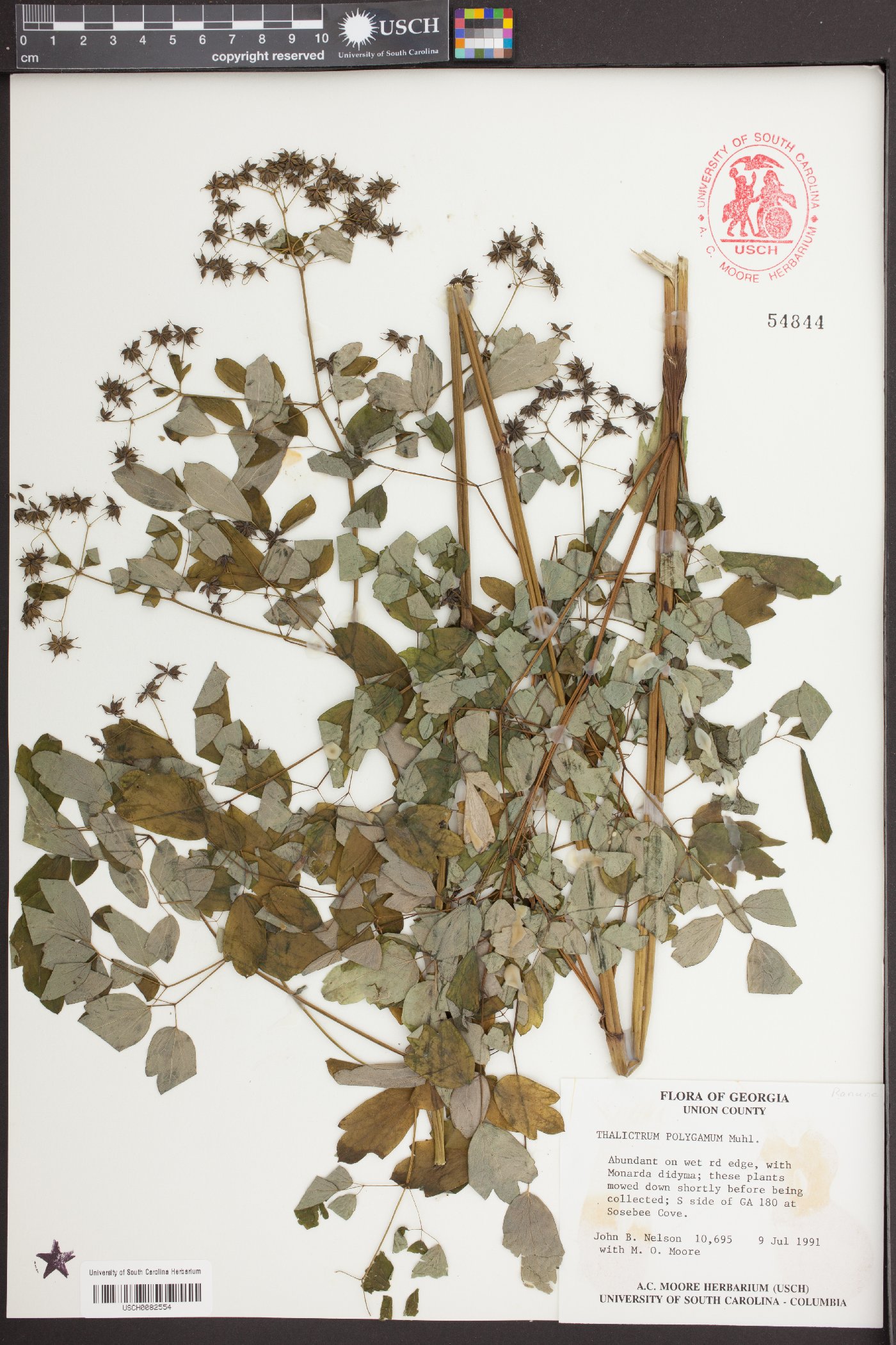 Thalictrum polygamum image