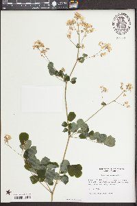 Thalictrum pubescens image