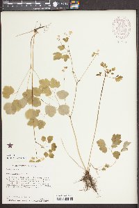 Thalictrum clavatum image