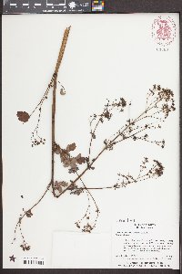 Thalictrum clavatum image
