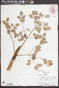 Thalictrum clavatum image