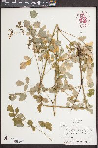 Thalictrum clavatum image