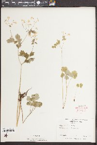 Thalictrum clavatum image