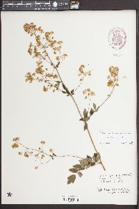 Thalictrum amphibolum image