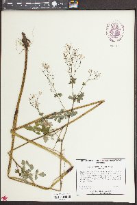 Thalictrum amphibolum image