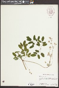 Thalictrum amphibolum image