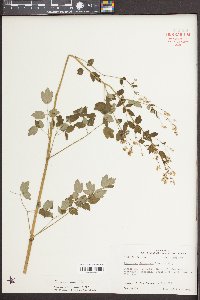 Thalictrum amphibolum image