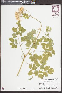 Thalictrum aquilegiifolium image