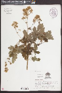 Thalictrum confine image