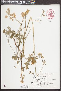 Thalictrum confine image