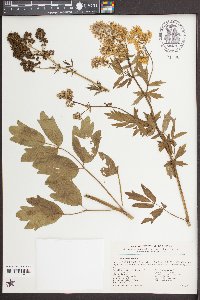 Thalictrum flavum image