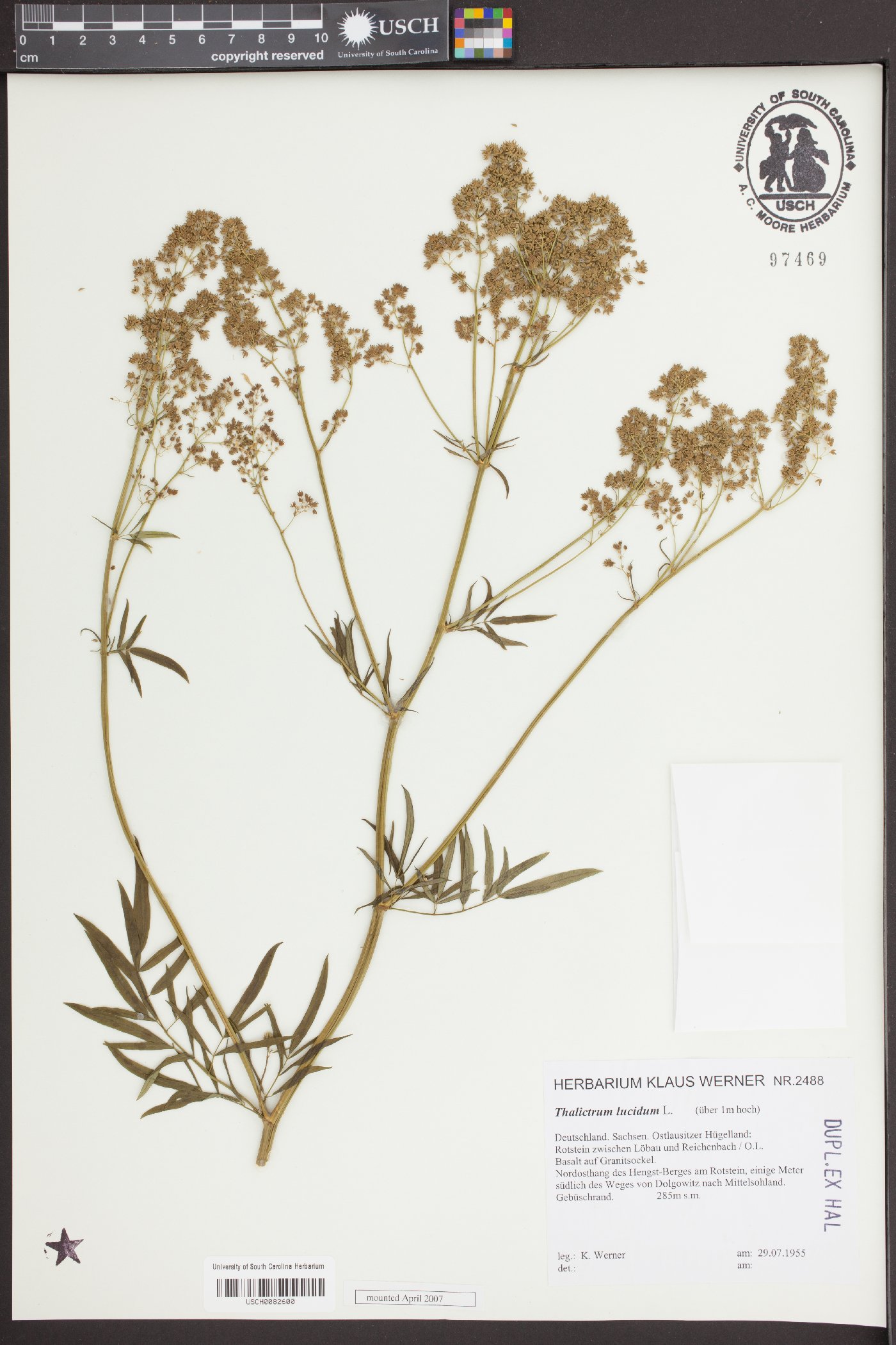 Thalictrum lucidum image