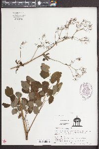 Thalictrum polygamum image