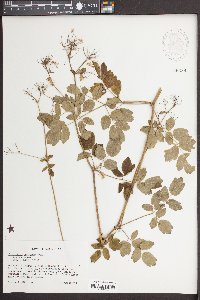 Thalictrum polygamum image