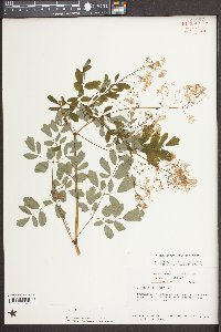 Thalictrum pubescens image