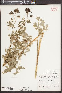 Thalictrum pubescens image