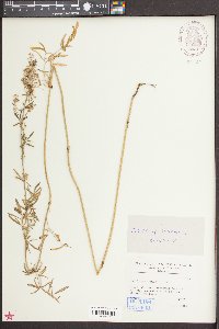 Thalictrum simplex image