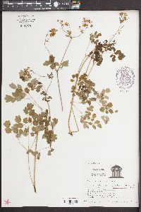 Thalictrum venulosum image