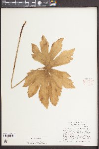Trautvetteria caroliniensis image