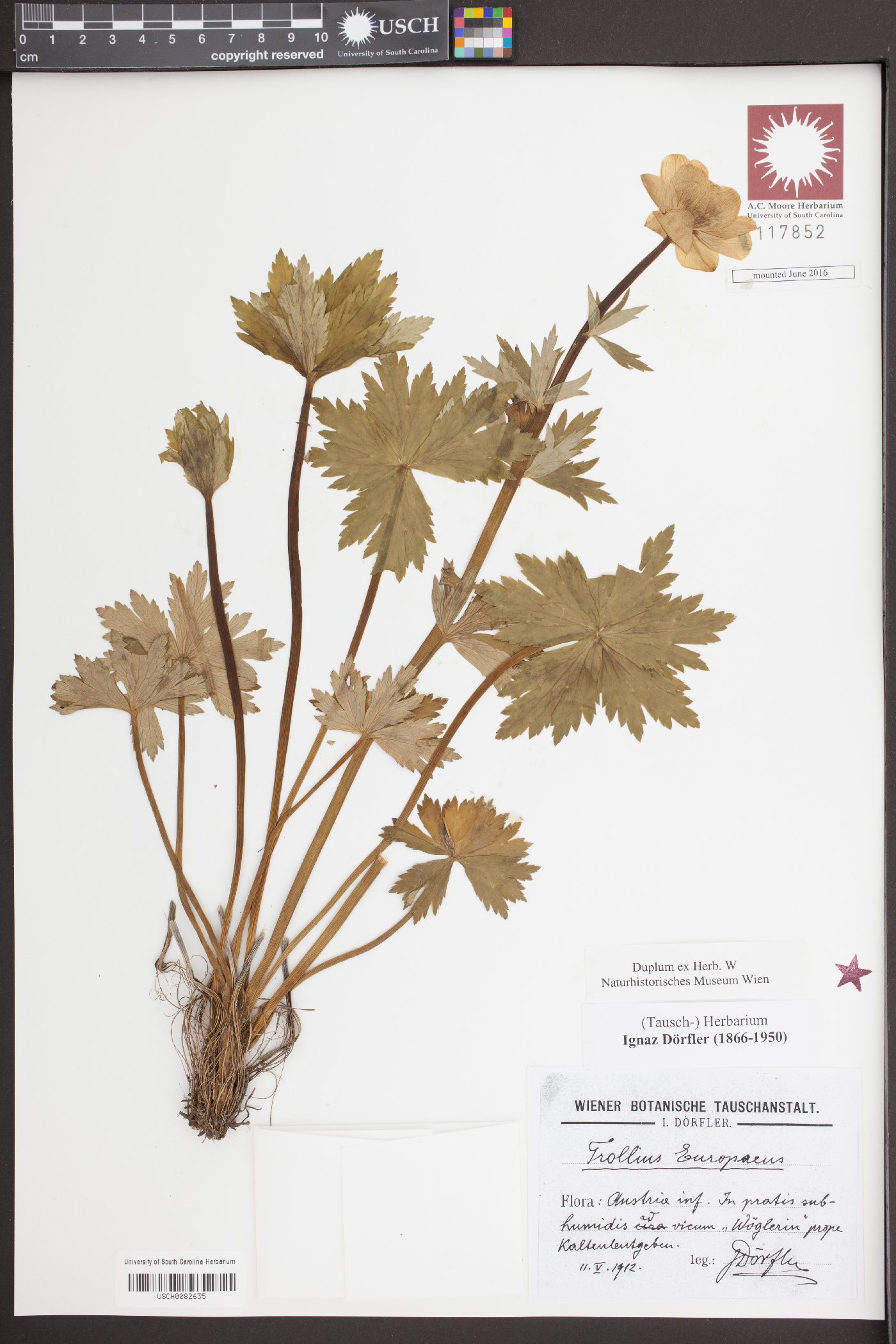 Trollius europaeus image