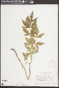 Xanthorhiza simplicissima image