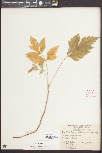Xanthorhiza simplicissima image