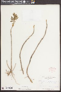 Xanthorhiza simplicissima image
