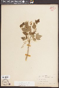 Xanthorhiza simplicissima image