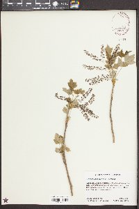 Xanthorhiza simplicissima image