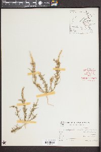 Oligomeris linifolia image