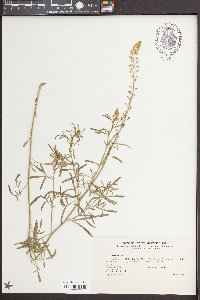 Reseda lutea image